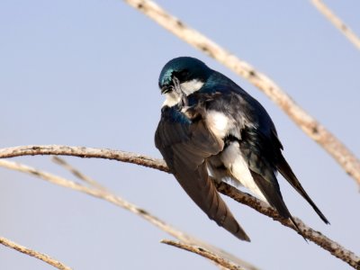 Tree swallow at Seedskadee National Wildlife Refuge photo