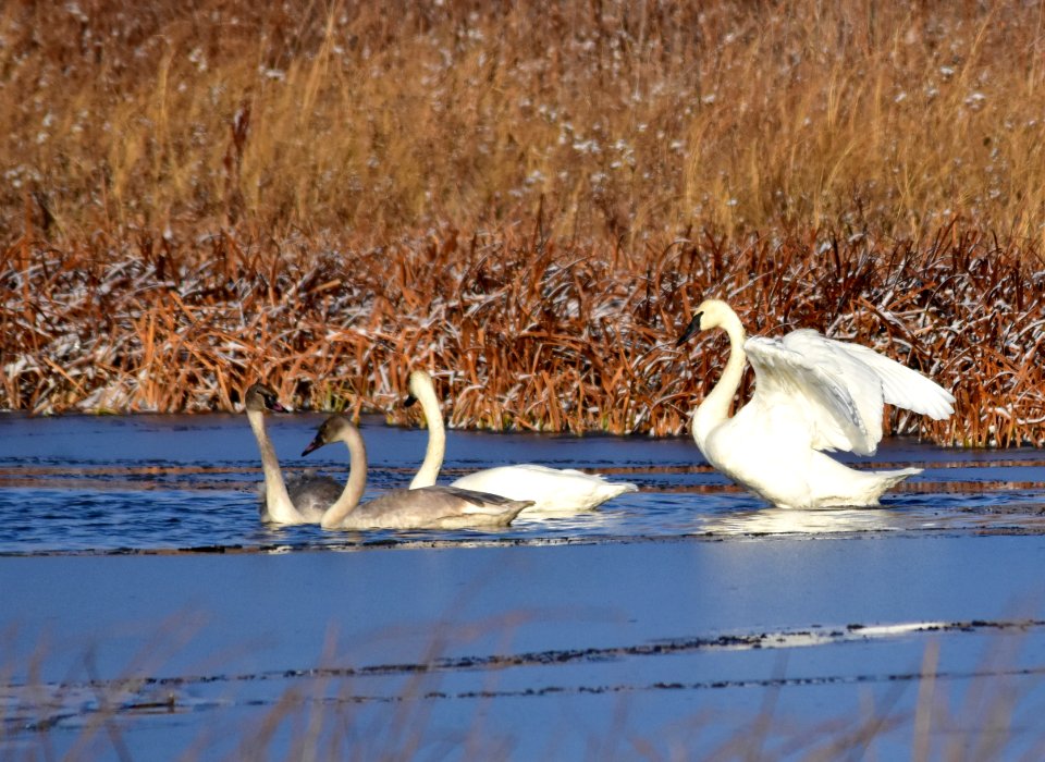 Trumpeter swans at LaCreek National Wildlife Refuge