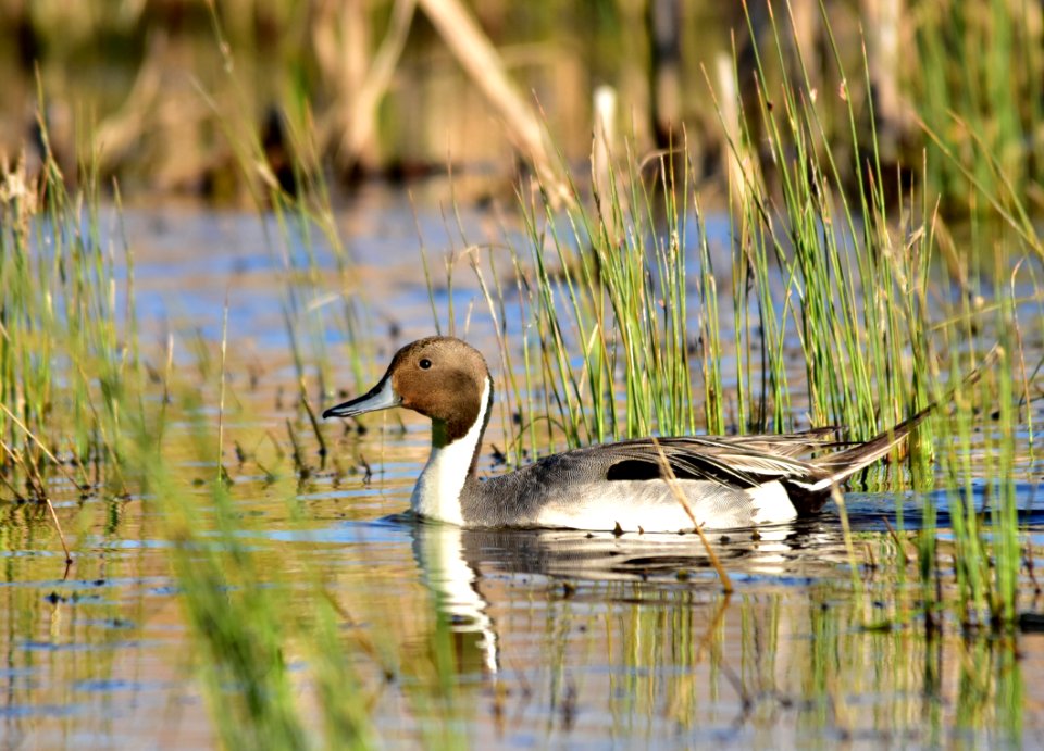 Northern pintail at Seedskadee National Wildlife Refuge