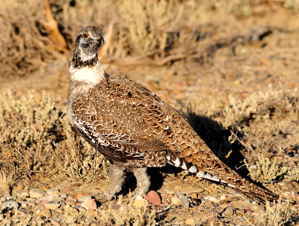 Greater sage-grouse at Seedskadee National Wildlife Refuge