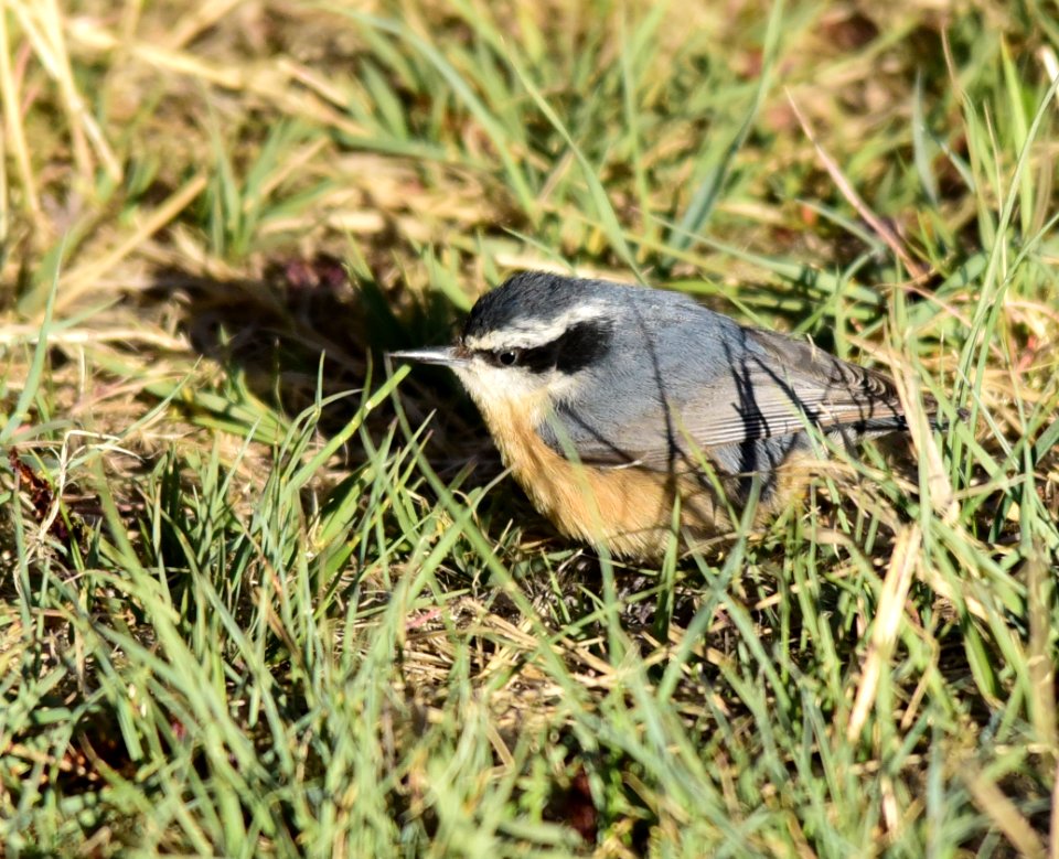 Red-breasted nuthatch at Seedskadee National Wildlife Refuge