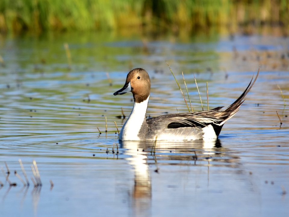 Northern pintail at Seedskadee National Wildlife Refuge