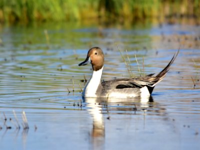 Northern pintail at Seedskadee National Wildlife Refuge