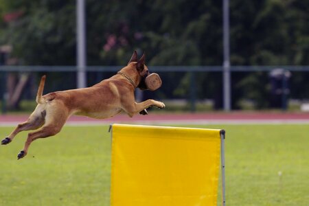 Belgian shepherd competition bringing over the hurdle