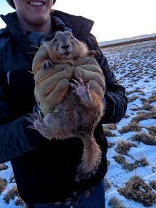 Large prairie dog