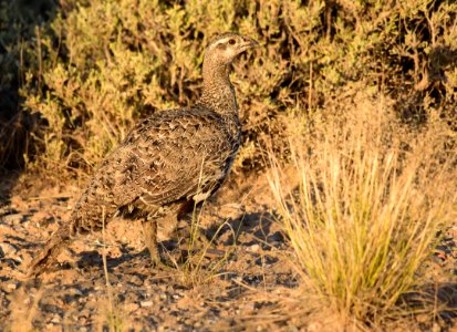 Greater sage-grouse at Seedskadee National Wildlife Refuge