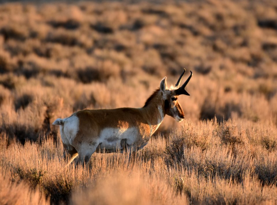 Pronghorn at Seedskadee National Wildlife Refuge