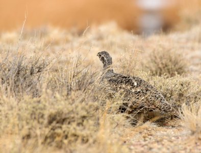 Greater sage-grouse at Seedskadee National Wildlife Refuge