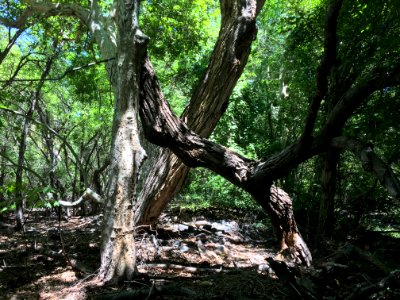 Cottonwood Leaners