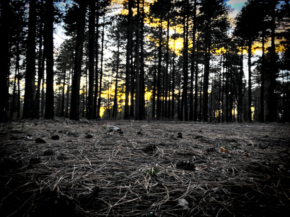 All Quiet in the Forest