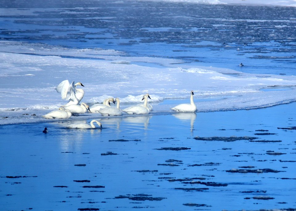 Trumpeter swan at Seedskadee National Wildlife Refuge