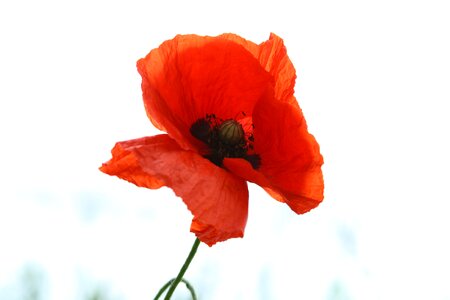 Red poppy flower close up photo