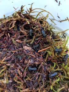 Toadlets in a bucket