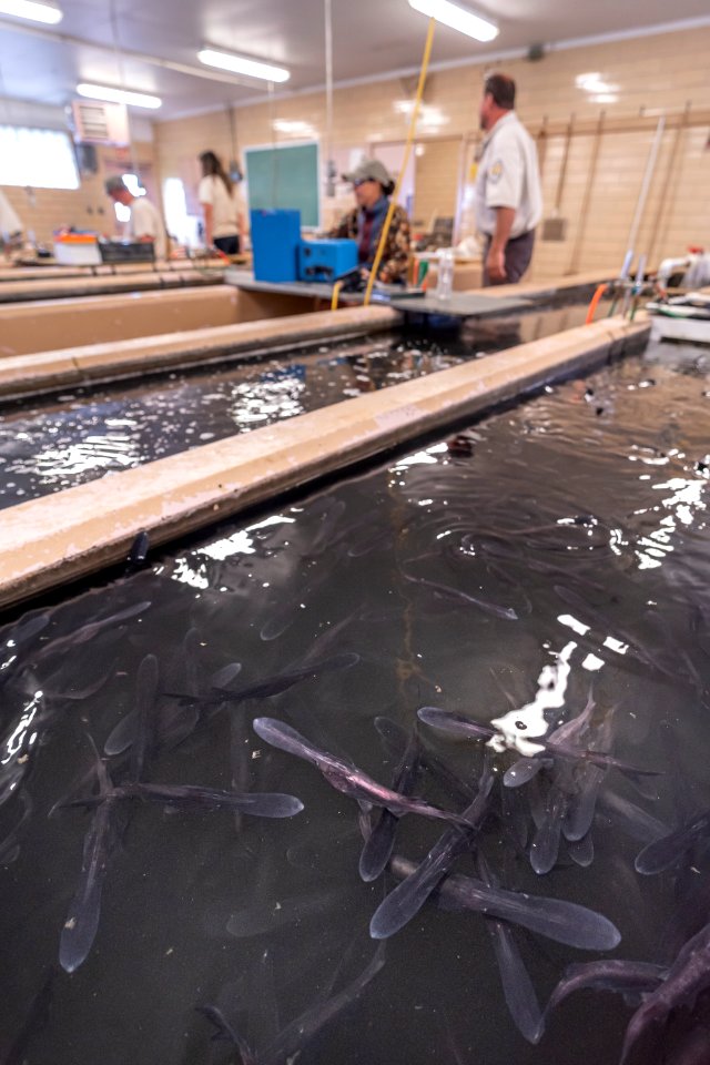 Tagging Fingerling Paddlefish photo