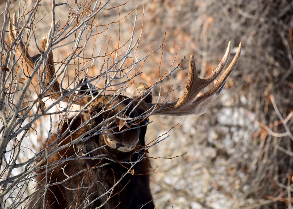 Moose at Seedskadee National Wildlife Refuge