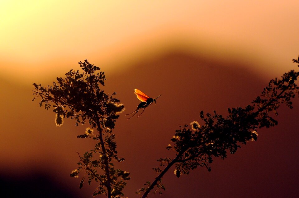 Outdoors flying plant