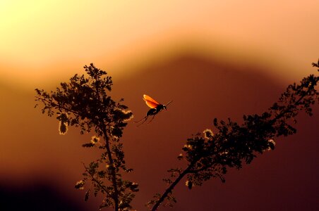 Outdoors flying plant