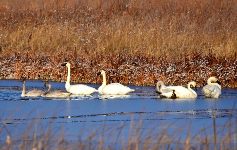 Trumpeter swans at LaCreek National Wildlife Refuge