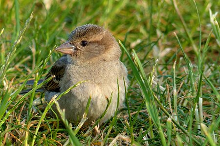 Bird foraging in the grass