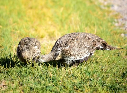 Greater sage-grouse at Seedskadee National Wildlife Refuge