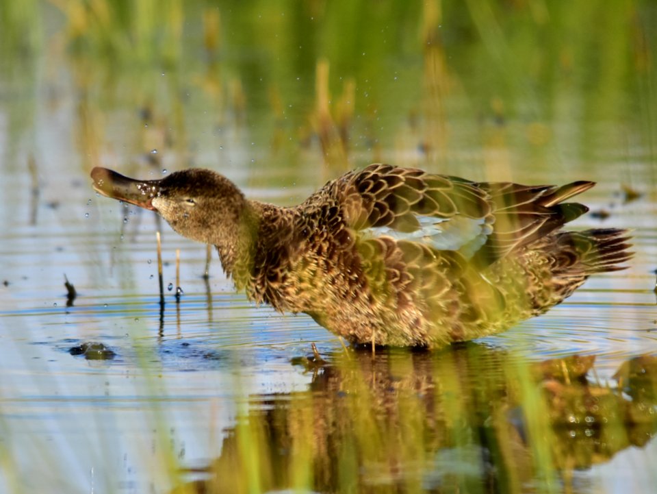 Cinnamon teal at Seedskadee National Wildlife Refuge