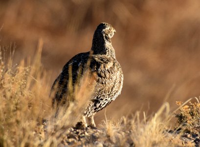 Greater sage-grouse at Seedskadee National Wildlife Refuge