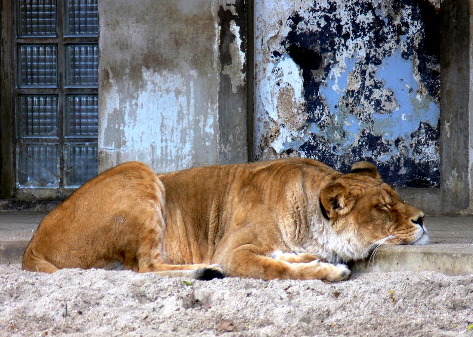 Antwerp Zoo 29-03-2008 - After the meal :-)