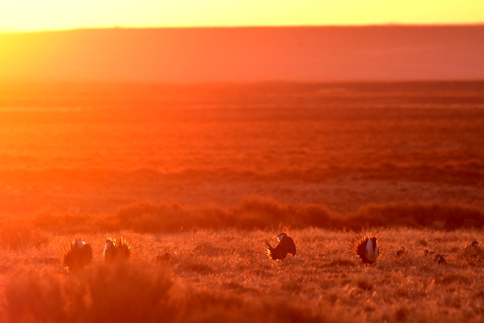 Greater sage-grouse near Seedskadee National Wildlife Refuge