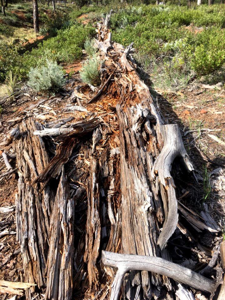 Fallen Giant Returns to the Earth it Came From