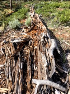Fallen Giant Returns to the Earth it Came From