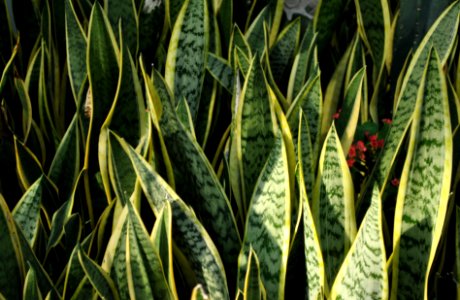 Asan Botanical Garden