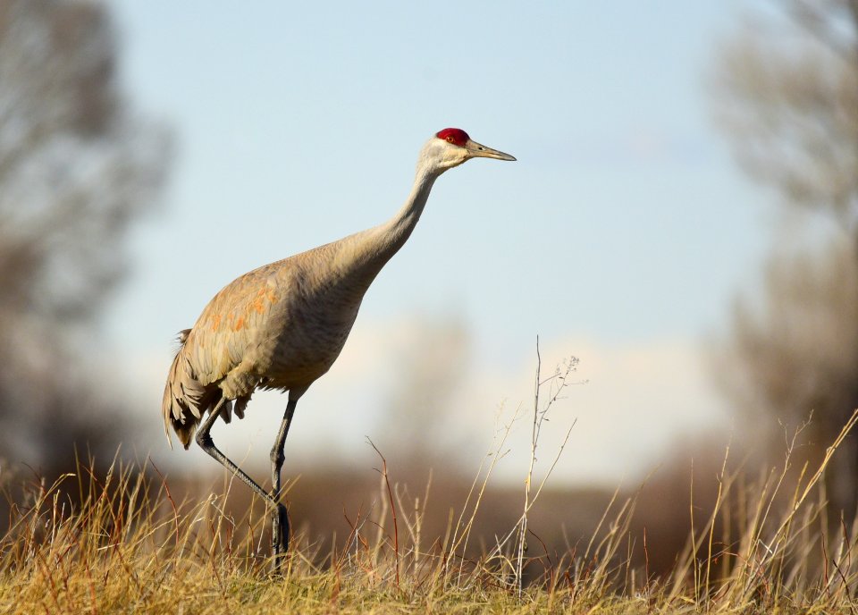 Sandhill crane on Seedskadee National Wildlife Refuge