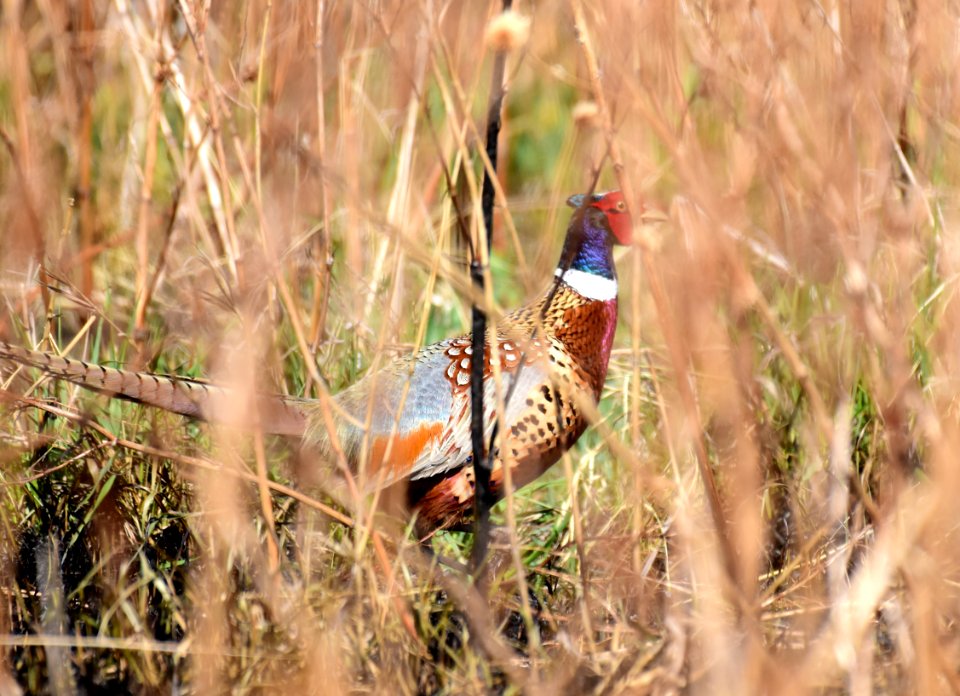Ring-necked pheasant at LaCreek National Wildlife Refuge