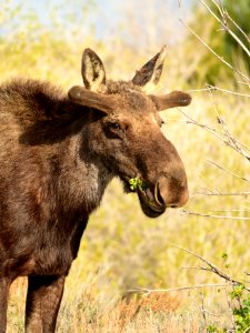 Moose at Seedskadee National Wildlife Refuge