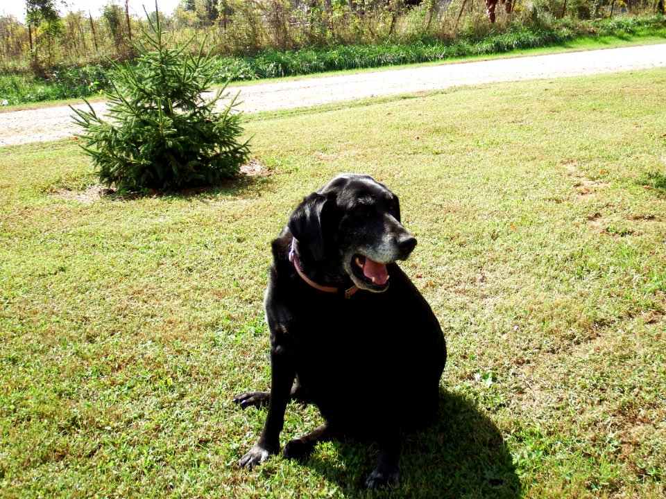 LAB DOG