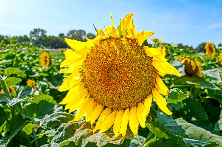 Solar Flower Power