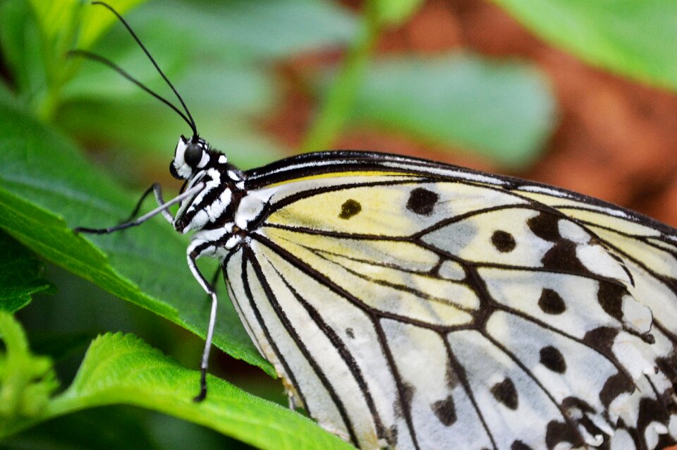 Insect nature wings