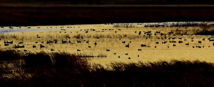 Waterfowl on LaCreek National Wildlife Refuge