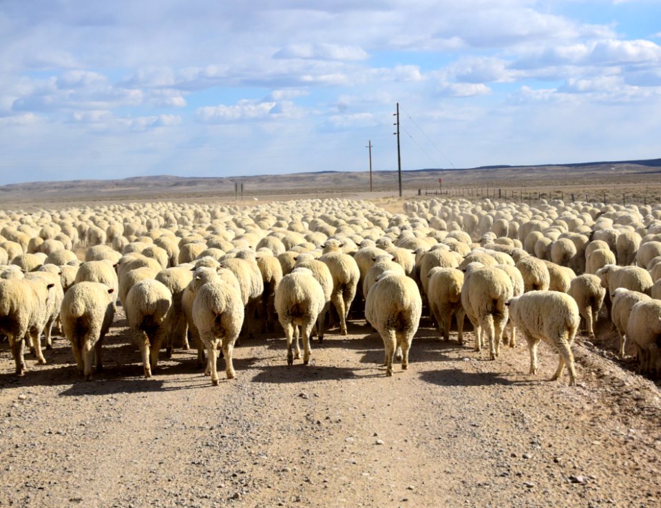 A Wyoming traffic jam at Seedskadee National Wildlife RefugeWR