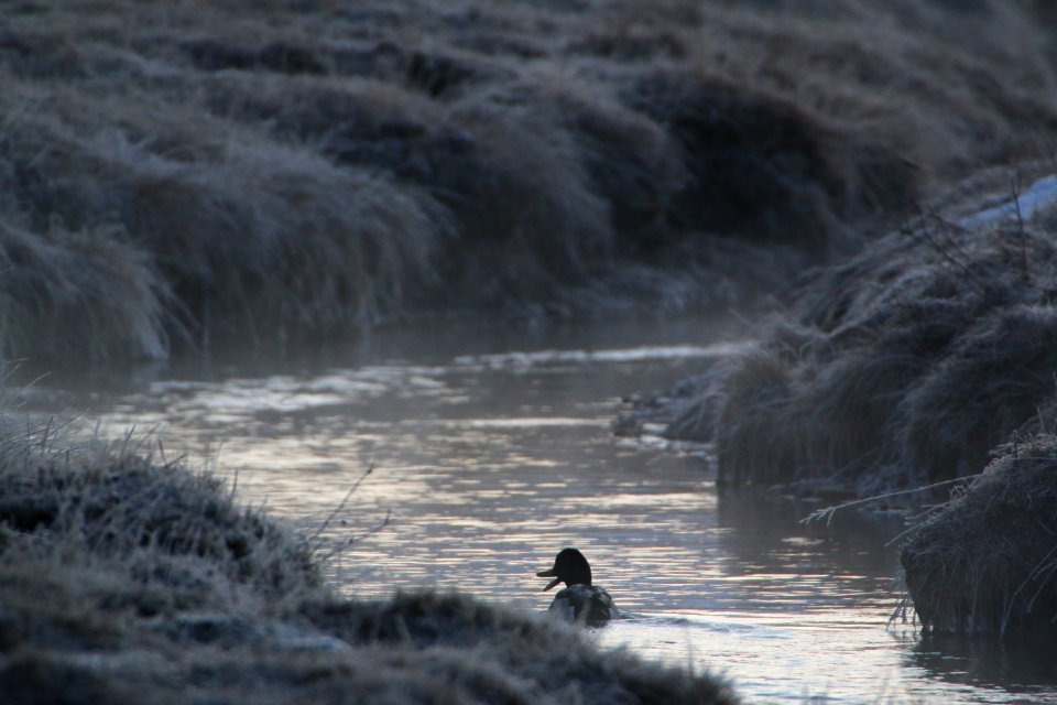 A Frosty Morning