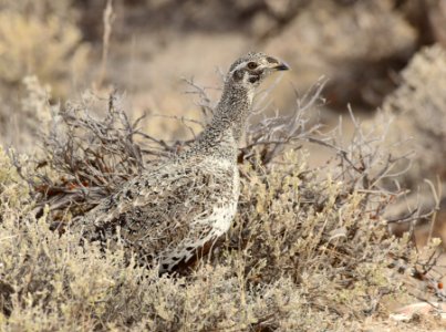 Greater sage-grouse at Seedskadee National Wildlife Refuge
