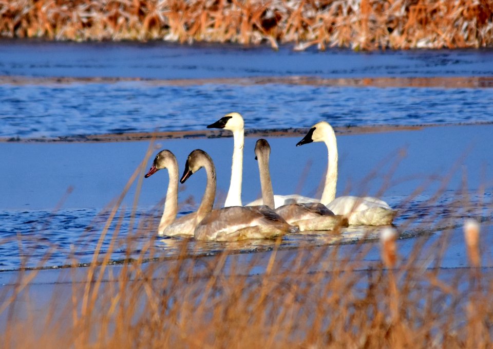 Trumpeter swans at LaCreek National Wildlife Refuge