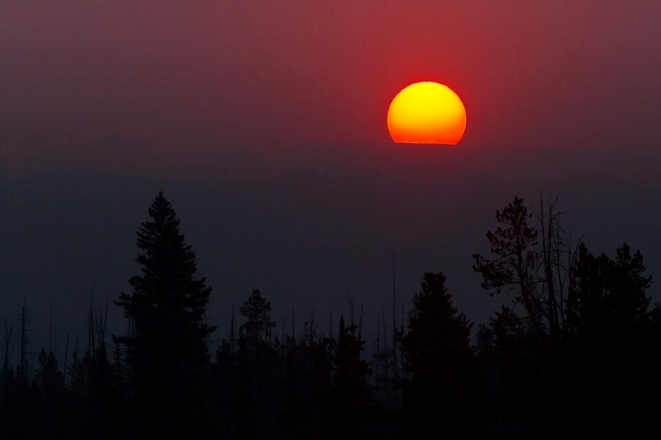 Sun trees orb