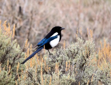 Black-billed magpie on Seedskadee National Wildlife Refuge photo