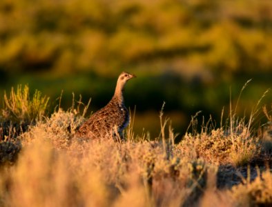 Greater sage-grouse at Seedskadee National Wildlife Refuge