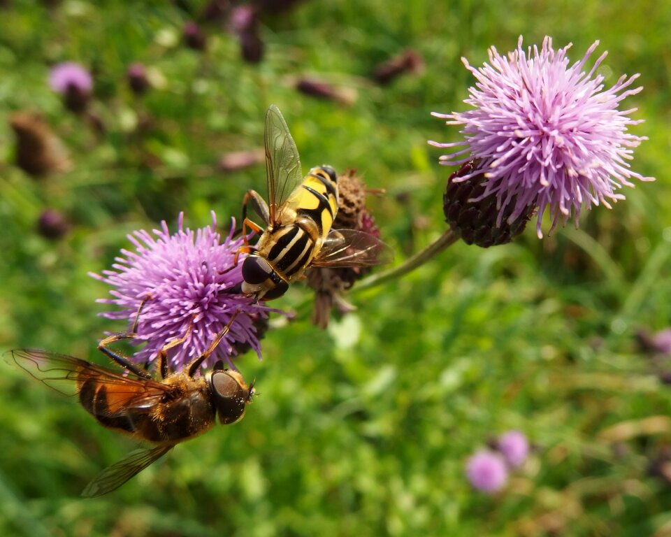 Insect purple flowers nature