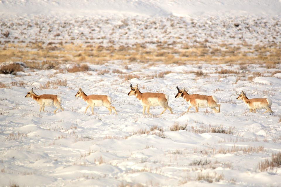 Pronghorn at Seedskadee National Wildlife Refuge
