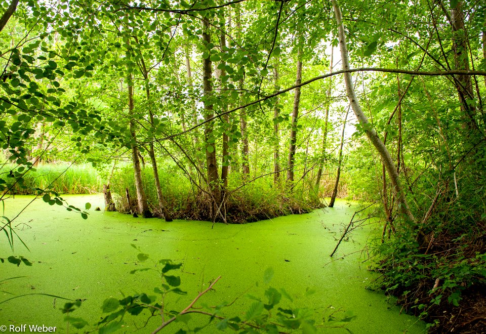Petite Camargue Alsacienne
