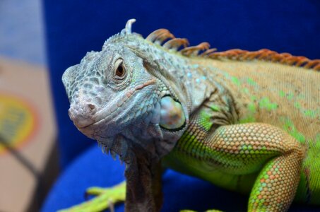Iguana reptiles dragon