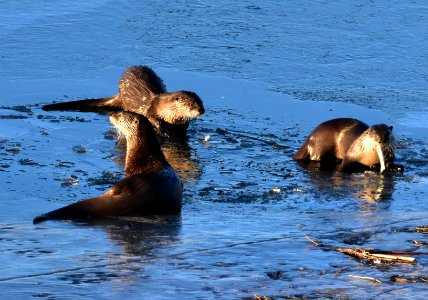 North American river otters at Seedskadee National Wildlife Refuge photo